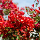 Bougainvillea Plant Live, Bougainvillea Flower Plants, Trailing Flowering Vines, Vibrant Blooms, 4-7 Inches Tall in 4 Inch Pot for Growing (Red)