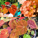 Set 3 Begonias Live Plants, Autumn Begonia Red Orange, No Pot, Starter 4 to 8 Inc Tall, Indoor Outdoor Houseplant