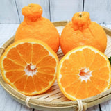 Ugli Tangelo Tree 3 Feet Tall, Sweet Citrus Fruit Tree for Garden, Patio and Home Orchard, Grafted Orange Tree Citrus Like