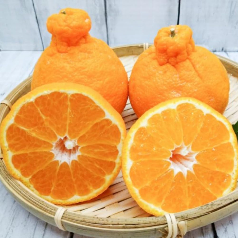Ugli Tangelo Tree 3 Feet Tall, Sweet Citrus Fruit Tree for Garden, Patio and Home Orchard, Grafted Orange Tree Citrus Like