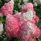 Hydrangea Tree Live Plant, Change Color, Vibrant Blooms, Outdoor Growing, Hardy and Ready to Plant, 6-12" in Tall (Pink White)