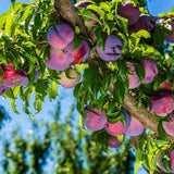Methley Plum Tree Live Plant 12-18 Inch Height, Japanese Plum Plant Live for Planting Outdoors, Red Plum Tree Plant, Bareroot Dormant