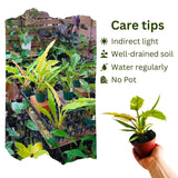 2 Rare Philodendron Live Plants Varieties Collection, Philodendrons Plants Size 5-9 Inc for Indoor Houseplant Décor, Ornamental Tropical Well-Rooted (Long Philodendron Plants)