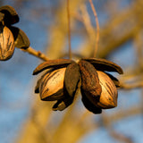 Set of 2 Pecan Trees Live Plants, 6-12 Inches Tall, Pecan Nut Tree Seedlings for Outdoor Garden Planting, No Pot, Dormant in Winter