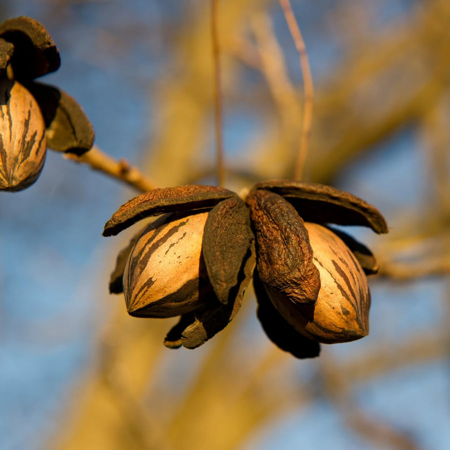 Set of 2 Pecan Trees Live Plants, 6-12 Inches Tall, Pecan Nut Tree Seedlings for Outdoor Garden Planting, No Pot, Dormant in Winter