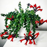 Aeschynanthus Curly Lipstick Plant Live in 4" Pot, Red Twisted Lipstick Houseplant Trailing for Indoor Decor
