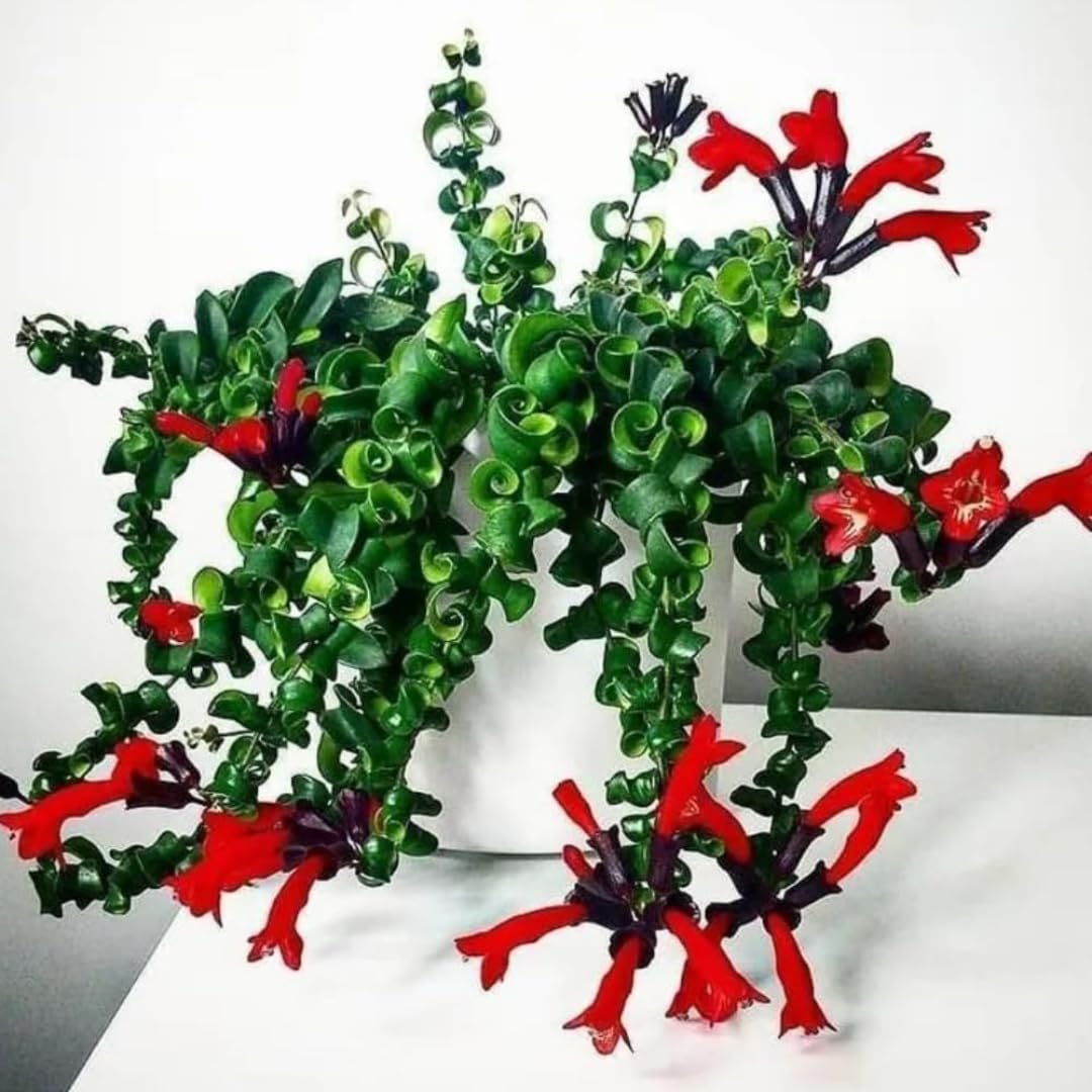 Aeschynanthus Curly Lipstick Plant Live in 4" Pot, Red Twisted Lipstick Houseplant Trailing for Indoor Decor