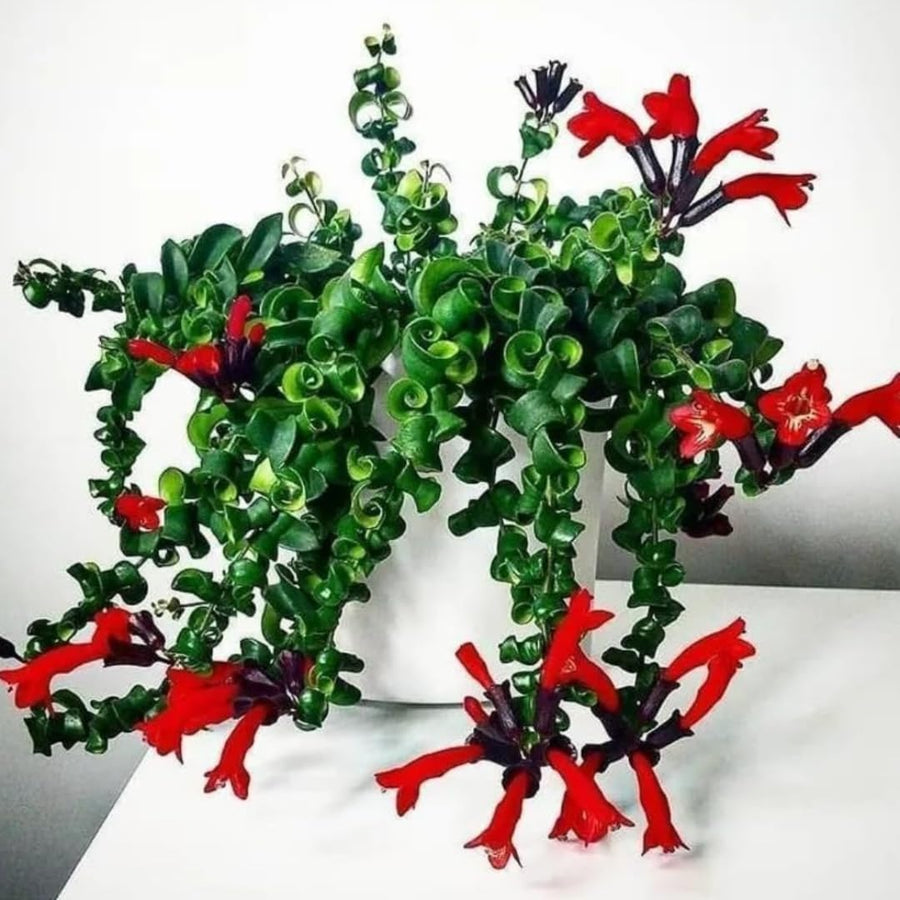 Aeschynanthus Curly Lipstick Plant Live in 4" Pot, Red Twisted Lipstick Houseplant Trailing for Indoor Decor