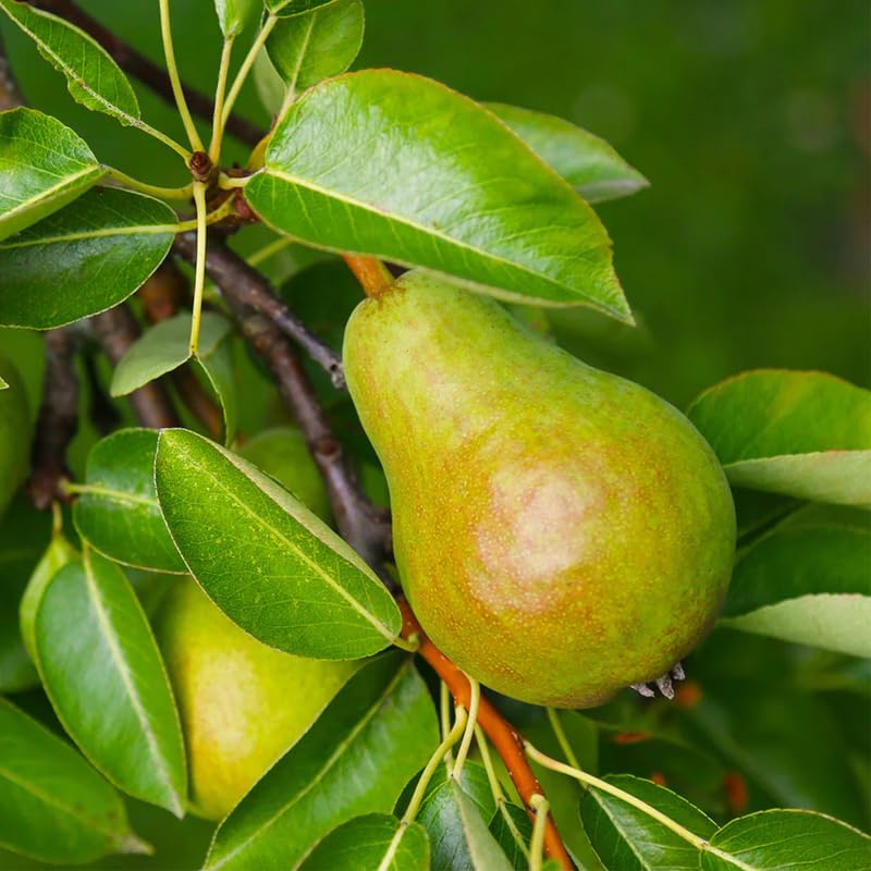 Pear Tree Live Plant 2-3 Feet Tall, Bareroot, Pear Fruit Tree Plant Live, Pear Plant Live for Planting, Live Pear Tree Ready to Grow