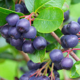 Set 2 Chokeberry Plant Live, Black Chokeberry Live Plant for Home Garden, 2-3 Years Old Bare Roots, Black Berries Shrub, 14 to 16 Inches Tall