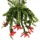 Rare Twisted Curly Lipstick Plant Live, Aeschynanthus Lipstick Houseplant in 3" Potted, Indoor Outdoor Trailing Plants