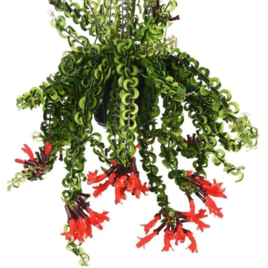Rare Twisted Curly Lipstick Plant Live, Aeschynanthus Lipstick Houseplant in 3" Potted, Indoor Outdoor Trailing Plants