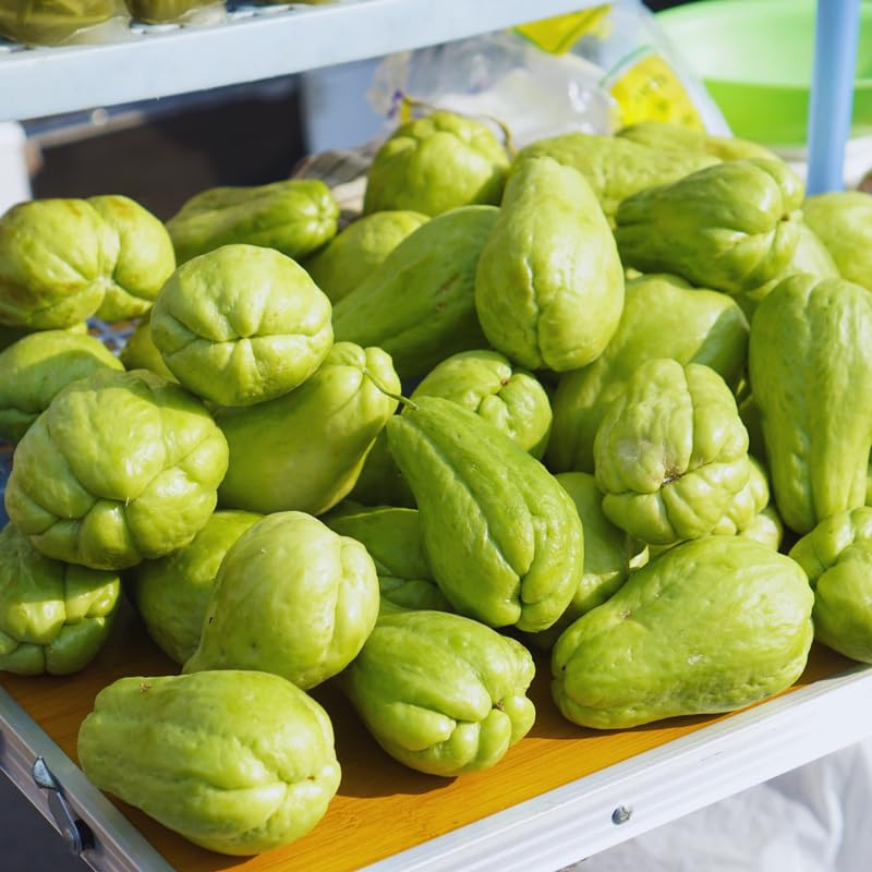 Chayote Squash Plant Live, Vegetable Plant Live, 8 to 10 Inc Tall