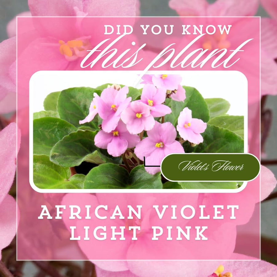 African Violets Live Plants, African Violet Plant Live in 4 Inches Pot, Violets Flowers Houseplant, 4-7 Inches Tall for Home Office Decor (Light Pink)