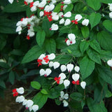 Set 2 Bleeding Heart Vine 5-9 Inc Tall, Clerodendrum Bleeding Heart Plants Live for Planting, Bleeding Heart Flowers (Red Purple Bleeding Heart Vine)