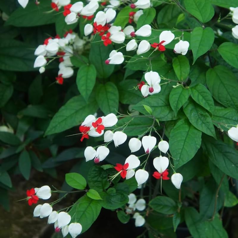Set 2 Bleeding Heart Vine 5-9 Inc Tall, Clerodendrum Bleeding Heart Plants Live for Planting, Bleeding Heart Flowers (Red Purple Bleeding Heart Vine)