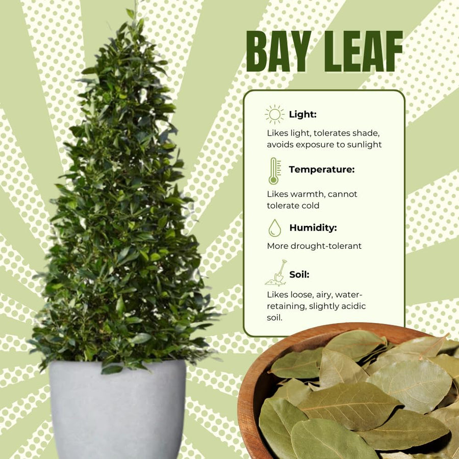 Sweet Bay Leaf Plant Live Tree, 8-11" in Tall, Well-Rooted, Bay Laurel Laurus Nobilis Plant for Outdoor Indoor Planting Herb