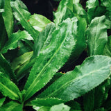 Culantro Live Plant 4 Inches Tall in 4 Inch Pot, Culantro Herb Plant Live, Green Foliage for Indoor Outdoor Growing