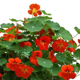 Nasturtium Plants Live in 4 Inch Pot, 2 Plants per Pot, Trailing Nasturtium Flowers, Flower Vine Plants for Gardens, 4-6 Inch Tall