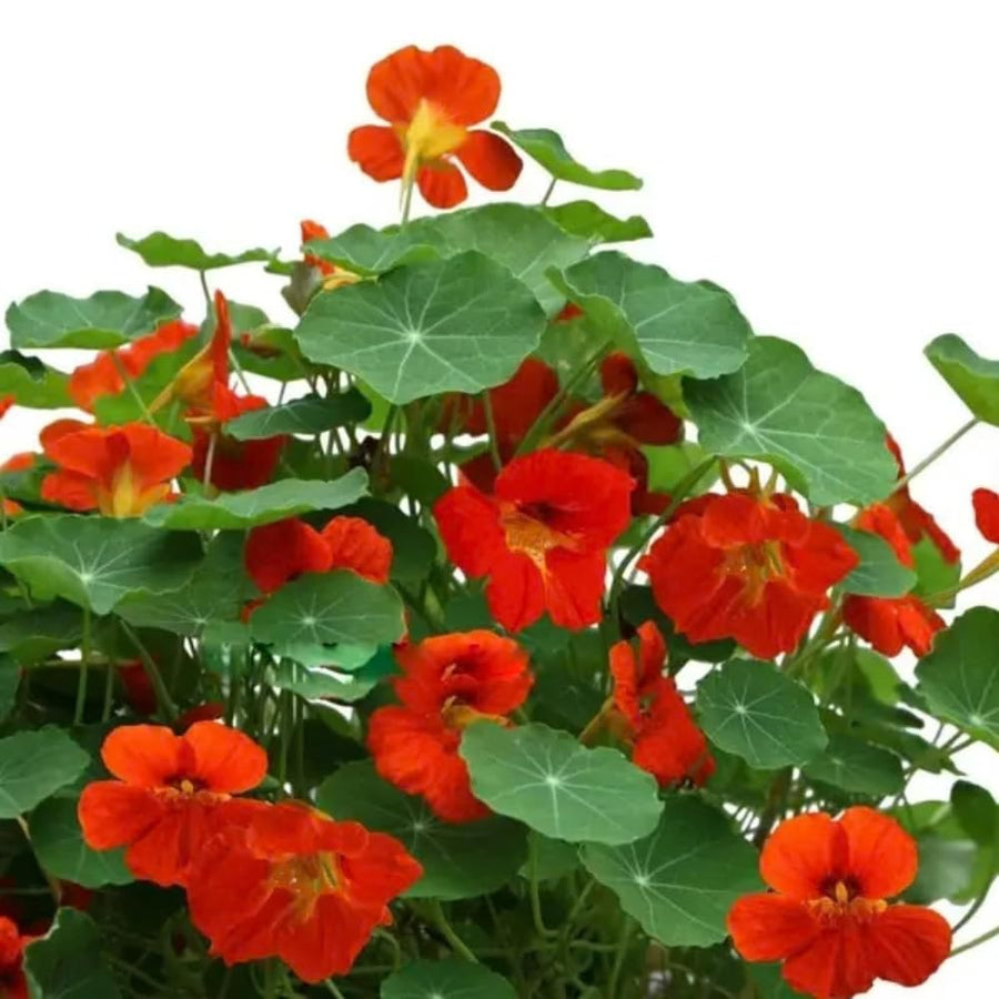 Nasturtium Plants Live in 4 Inch Pot, 2 Plants per Pot, Trailing Nasturtium Flowers, Flower Vine Plants for Gardens, 4-6 Inch Tall