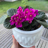 Bright Pink African Violets Live Plant in 4" Pot, Starter African Violet for HouseplantIndoor Outdoor Home Decor