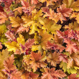 Orange to Red Heuchera Live Plant, Coral Bells Shrubs Perennial, Well Rooted Plants 4-7 Inch Tall