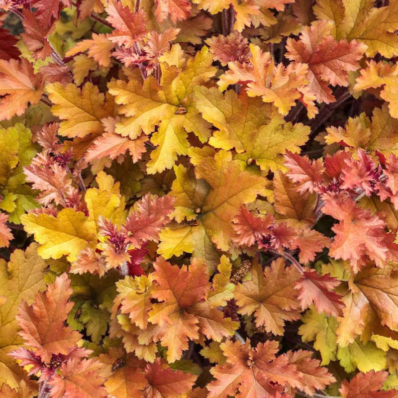 Orange to Red Heuchera Live Plant, Coral Bells Shrubs Perennial, Well Rooted Plants 4-7 Inch Tall