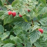 Pack 2 Caroline Red Raspberry Plants Live, Size 5-9 Inch Tall, Raspberry Trees Live Plants, Sweet Raspberry Bush Shrub