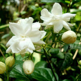 Live Sambac Jasmine Plant, Well Rooted Jasmine Vine in Gallon Pot, Extremely Fragrant, Hardy, Indoor Outdoor Planting
