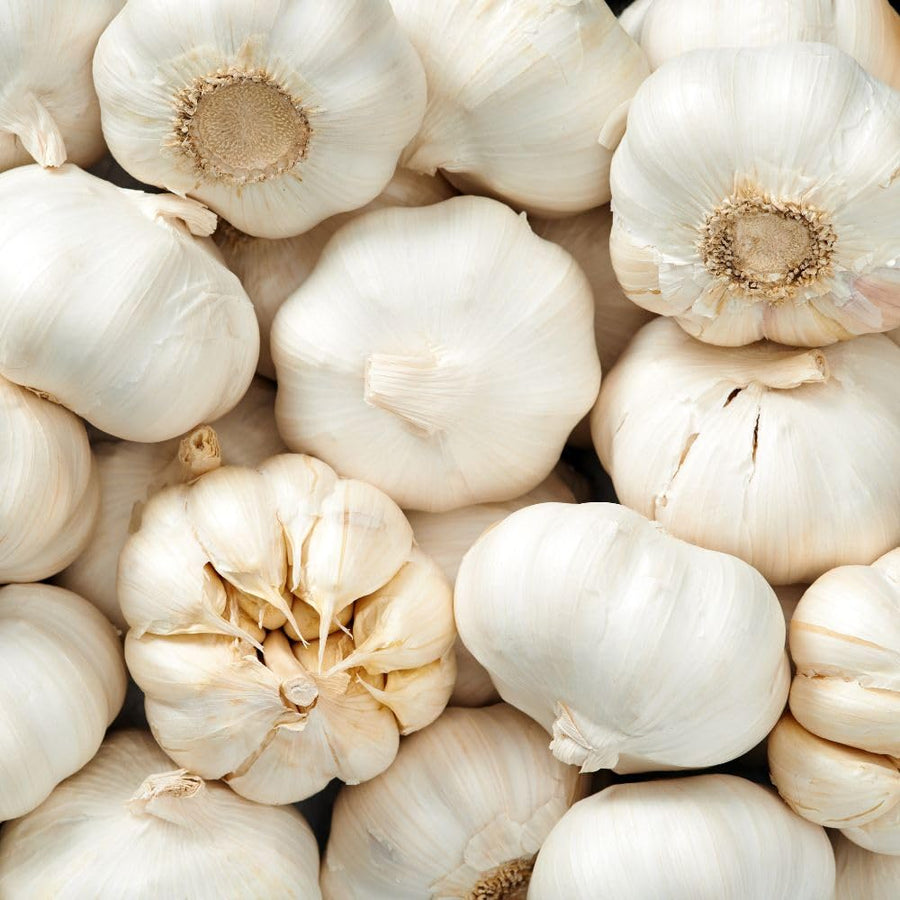 4 Softneck Garlic Bulbs for Planting, Large Seed Garlic, High Yield, Easy to Grow for Fall and Spring Garden