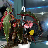 Angel Wing Begonia Live Plant, Polka Dot Begonia Maculata Plants, 4-7" Starter Indoor Outdoor Houseplant Décor, Air-Purifying and Easy Care, Soft and Beautiful