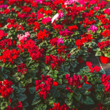 Red Cyclamen Live Plant in Pot, Hardy Cyclamen Plant Live Vibrant Blooms, in 4 Inc Pot, Indoor Flowering Houseplant for Year-Round Display