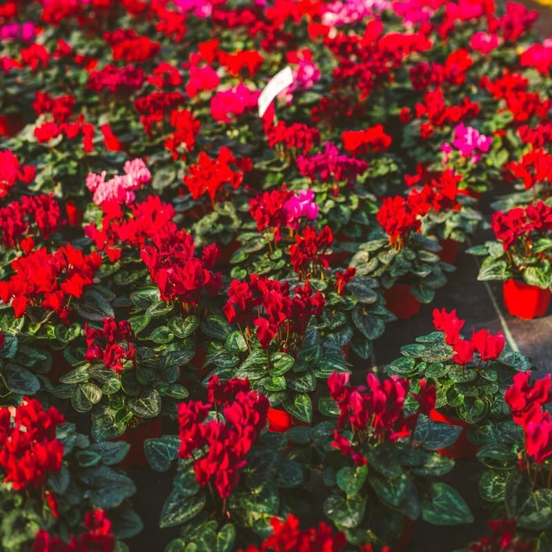 Red Cyclamen Live Plant in Pot, Hardy Cyclamen Plant Live Vibrant Blooms, in 4 Inc Pot, Indoor Flowering Houseplant for Year-Round Display