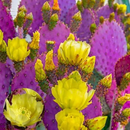 25 Purple Prickly Pear Cactus Seeds, Rare Pear Cactus Seeds for Indoor Outdoor Planting, Live Succulent Plant