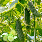 Set 2 Marketmore Cucumber Plants Live, Cucumber Live Plants, Vegetable Starter Plants, 4 Inc Long