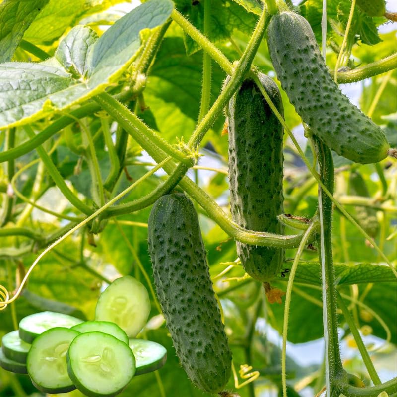 Set 2 Marketmore Cucumber Plants Live, Cucumber Live Plants, Vegetable Starter Plants, 4 Inc Long