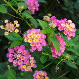 2 Lantana Plants Live, Perennial Live Flowering Lantana, Container Growing 4-9 Inch Tall - Pink