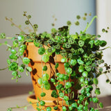 String of Turtles Live Plant, Succulent Plants Live, 3 Inc Potted, String of Turtles Plant
