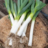 100+ American Flag Leeks Seeds, Garden Leek Seeds, Vegetable Seeds for Outdoor Planting, Suitable for Home Gardening Use