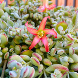 Cotyledon Pendens Plant Live in 4” Pot, Trailing Succulent Houseplant, Rare Indoor House Plants, Home Office Decoration