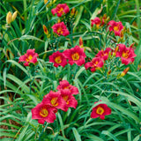 Pack 10 Daylily Bulbs for Planting Spring, Fast Blooming Hardy Perennial Lily Bare Roots for Outdoor Growing (Red Day Lily)