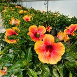 Sunset Hibiscus Plant Live, Hardy Hibiscus Flowers Colorful Blooms for Outdoor Landscapes, 8-10 Inch Height, Hibiscus Shrubs, No Pot, Well-Rooted