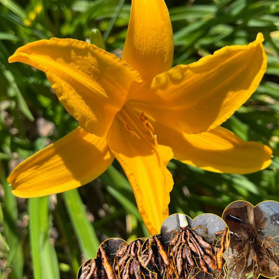5 Golden Daylily Roots, Hardy Perennial Flower for Garden Beds and Borders Planting, Easy Care, Ready to Grow