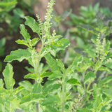 3 Holy Basil Plant Live, Tusil Basil Plants, Herb Plant, 3-5 Inch Tall for Planting