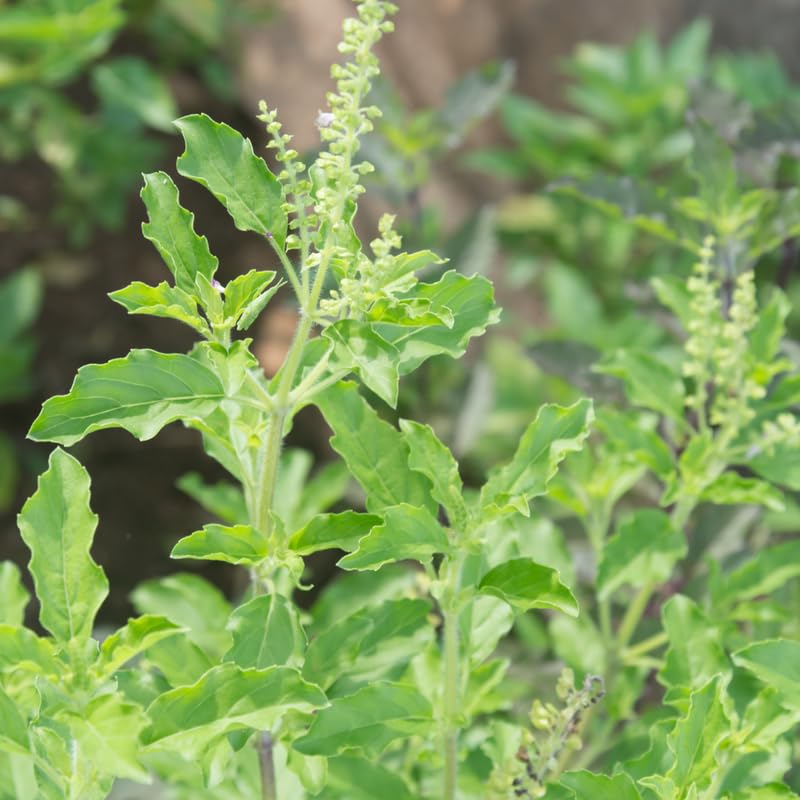 3 Holy Basil Plant Live, Tusil Basil Plants, Herb Plant, 3-5 Inch Tall for Planting