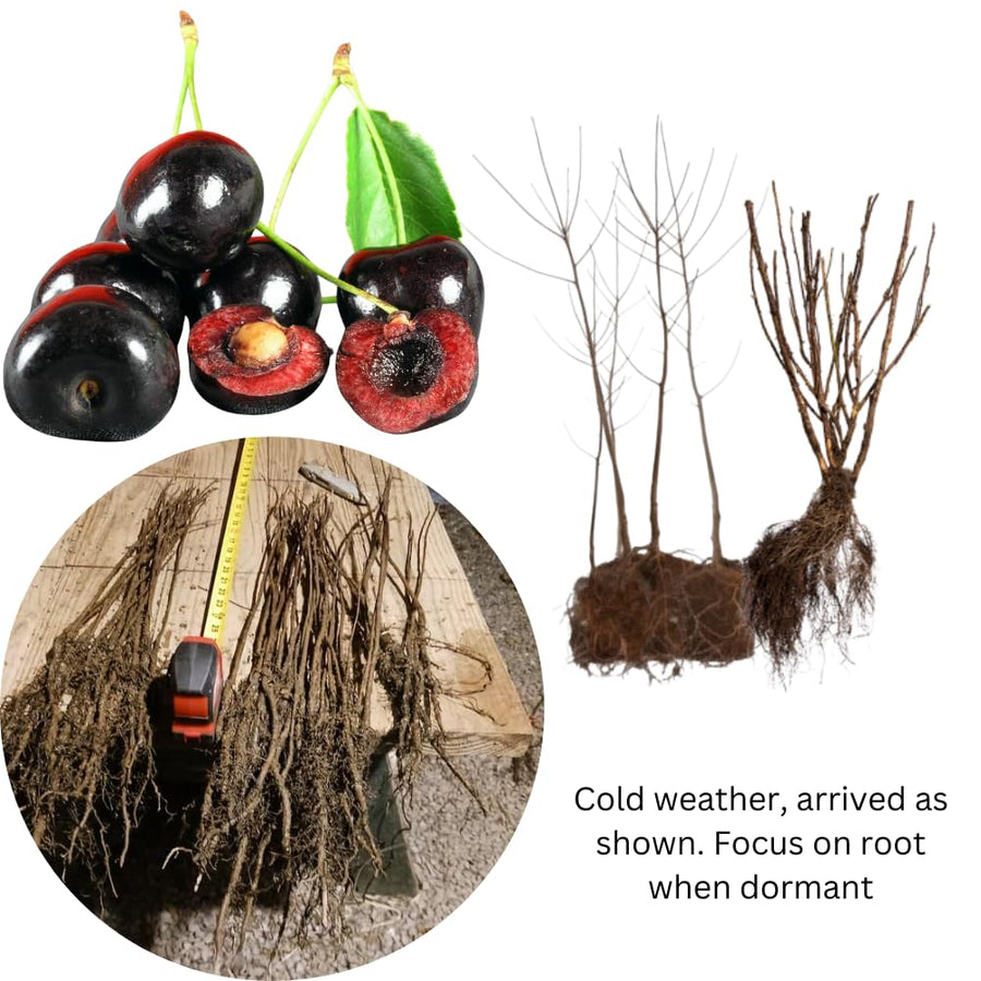 2 Sweet Cherry Trees Live Plant for Planting, Wild Black Cherry Plants Live Fruit Tree, 12-18 Inch Tall, Black Cherry Tree Plant Bareroots Dormant