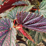 Set 3 Begonias Live Plants, Pink Angel Wing Begonia Maculata White Polka Dot, No Pot, Starter 4 to 8 Inc Tall, Indoor Outdoor Houseplant