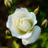 White Climbing Rose Live Plant, Fragrant Rose Bush Ready to Plants, Zone 5 to 9, Size 5 to 7 Inches and Bare Root