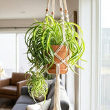 Curly Spider Plant Live, Variegated Spider Plant, 2-4'' Tall, Chlorophytum Comosum, Live Indoor Houseplant for Hanging Basket, Well Rooted, No Pot