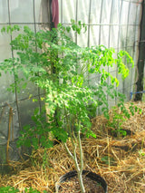 1 Dwarf Moringa Oleifera Plant Live in 4" Pot, Malunggay Drumstick Horseradish Tree Plant Live 6-12" Tall, No CA